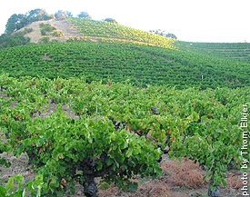 Russian River Zin's grow big on the vine - and in the bottle.